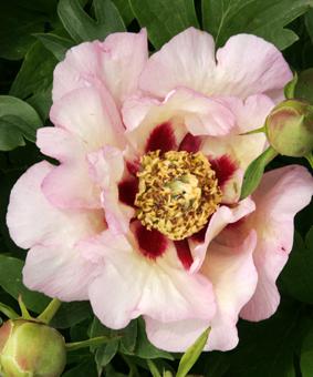 Paeonia ITOH 'Pastel Splender' Paeonia ITOH 'Pastel Splender'
