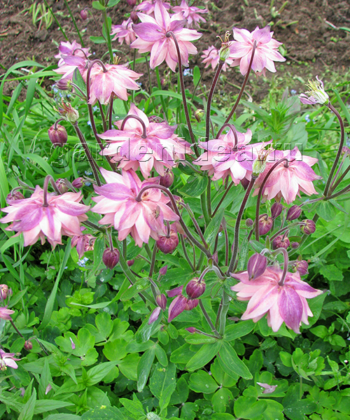Aquilegia vulgaris 'Barlow Pink' Аквилегия махровая Барлоу Пинк