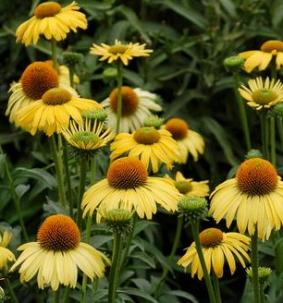 Echinacea 'Daydream' Echinacea 'Daydream'