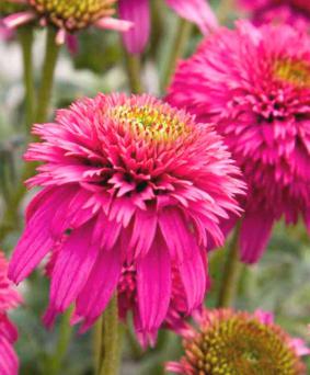 Echinacea 'Piccolino' Echinacea 'Piccolino'