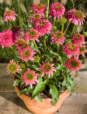 Echinacea 'Piccolino' Echinacea 'Piccolino'