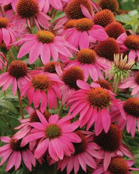 Echinacea 'Pow Wow Wild Berry' Echinacea 'Pow Wow Wild Berry'