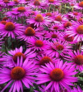 Echinacea 'Pica Bella' Echinacea 'Pica Bella'
