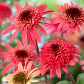 Echinacea 'Raspberry Truffle' Echinacea 'Raspberry Truffle'