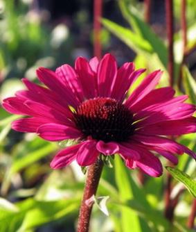 Echinacea 'Summer Cloud ' Echinacea 'Summer Cloud '