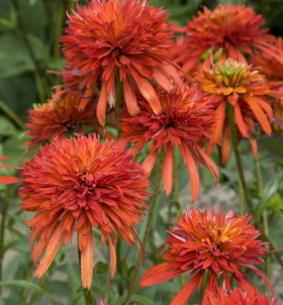 Echinacea 'Summer Salsa' Echinacea 'Summer Salsa'
