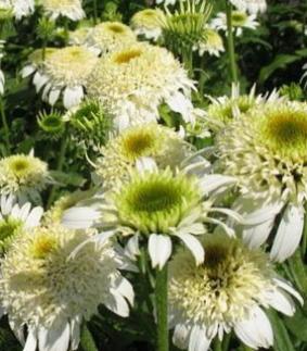 Echinacea 'White Double Delight' Echinacea 'White Double Delight'