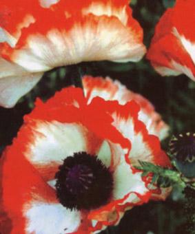 Papaver orientale 'Flamenco' Papaver orientale 'Flamenco'
