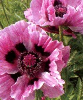 Papaver orientale 'Manhatten' Papaver orientale 'Manhatten'