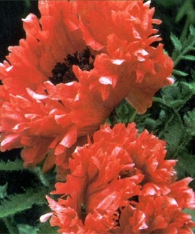 Papaver orientale 'Garden Glory' Papaver orientale 'Garden Glory'