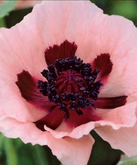 Papaver orientale 'Kleine Tanzerin' Papaver orientale 'Kleine Tanzerin'