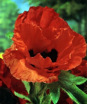 Papaver orientale 'Markus Perry' Papaver orientale 'Markus Perry'