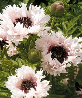 Papaver orientale 'Miss Piggy' Papaver orientale 'Miss Piggy'