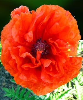 Papaver orientale 'Sturmfackel' Papaver orientale 'Sturmfackel'