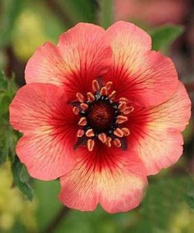 Potentilla 'Twinkling Star' Potentilla 'Twinkling Star'