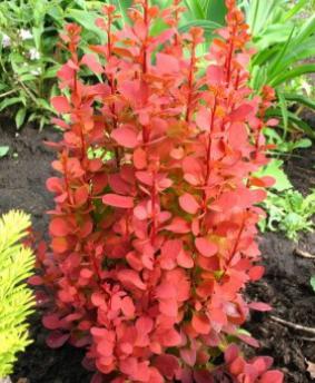 Berberis thunbergii 'Orange Rocket' Berberis thunbergii 'Orange Rocket'
