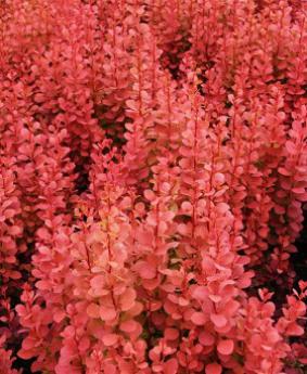 Berberis thunbergii 'Orange Rocket' Berberis thunbergii 'Orange Rocket'