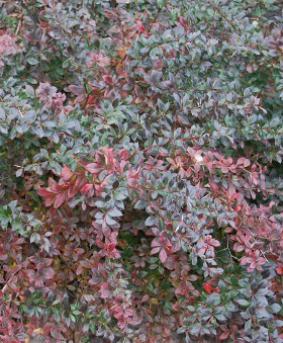 Berberis x media 'Red Jewel' Berberis x media 'Red Jewel'