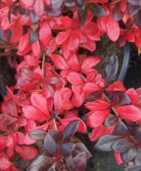 Berberis x media 'Red Jewel' Berberis x media 'Red Jewel'