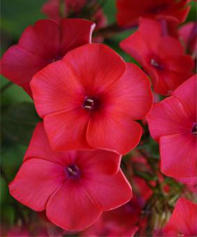 Phlox paniculata 'Juliglut' Phlox paniculata 'Juliglut'