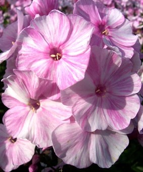Phlox paniculata 'Picasso' Phlox paniculata 'Picasso'