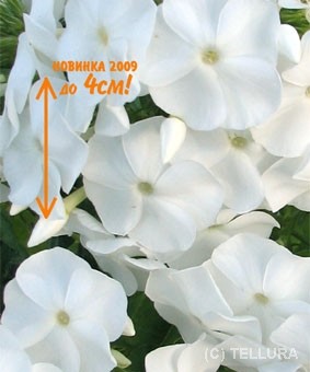 Phlox paniculata 'Pina Colada' Phlox paniculata 'Pina Colada'