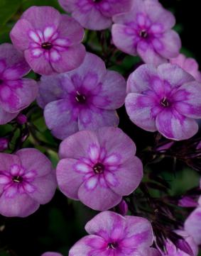 Phlox paniculata 'Magic Blue' Phlox paniculata 'Magic Blue'