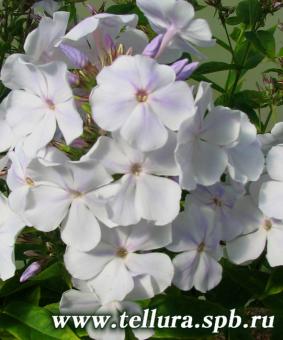 Phlox paniculata 'Nebesa' Phlox paniculata 'Nebesa'
