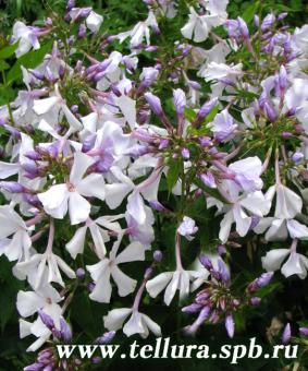 Phlox paniculata 'Nebesa' Phlox paniculata 'Nebesa'