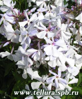 Phlox paniculata 'Nebesa' Phlox paniculata 'Nebesa'