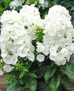 Phlox paniculata 'Younique White' Phlox paniculata 'Younique White'