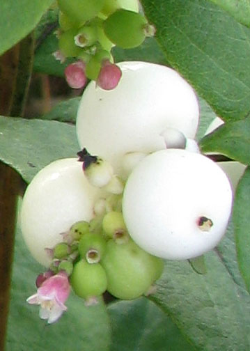 снежноягодник белый цветы и плоды фото