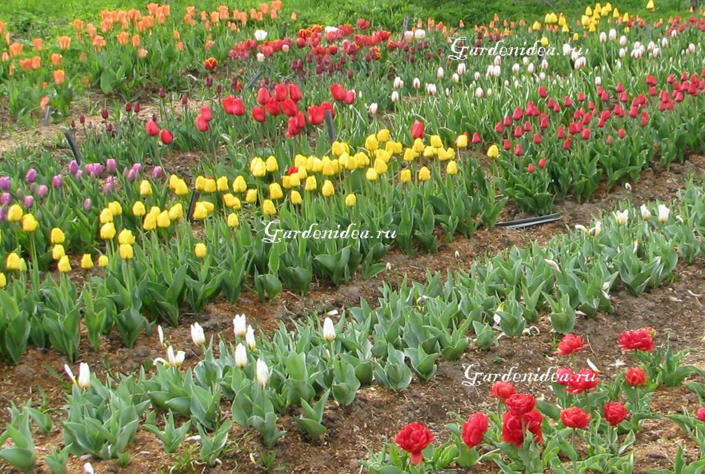 Оригинальная посадка тюльпанов. 10000 Тюльпанов. Когда садить тюльпаны в Крыму. Как красиво посадить тюльпаны на участке фото и схемы.
